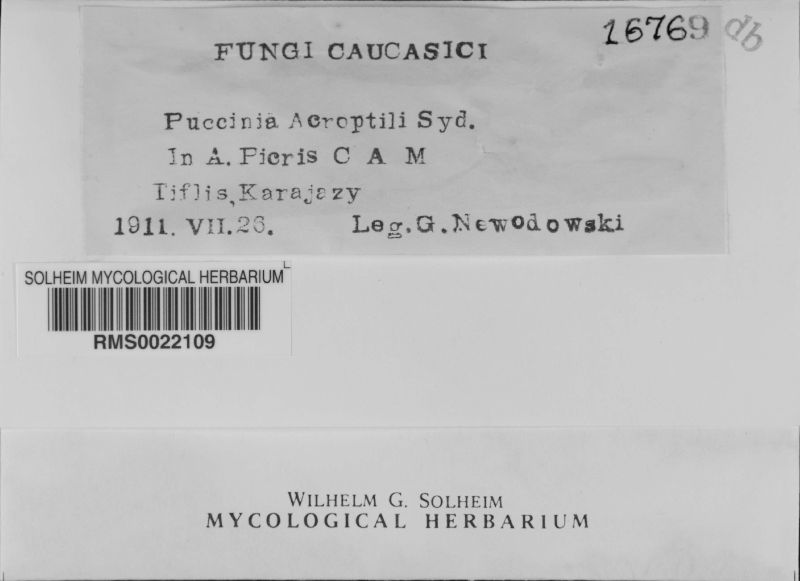 Puccinia acroptili image