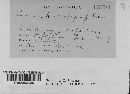Puccinia andropogonis image