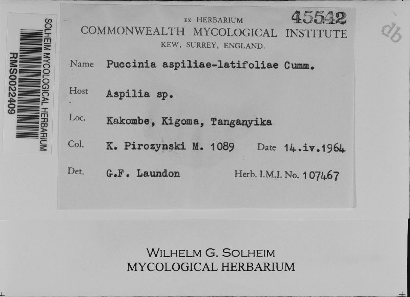 Puccinia aspiliae-latifoliae image