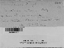 Puccinia cnici-oleracei image