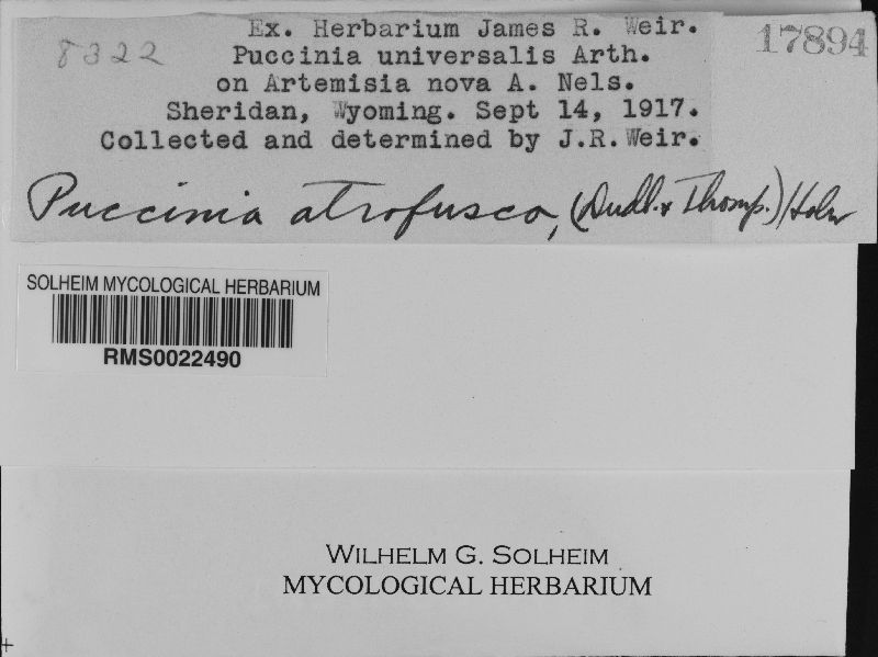 Puccinia atrofusca image