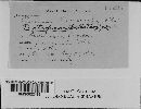 Puccinia atrofusca image