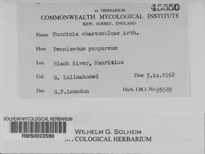 Puccinia chaetochloae image