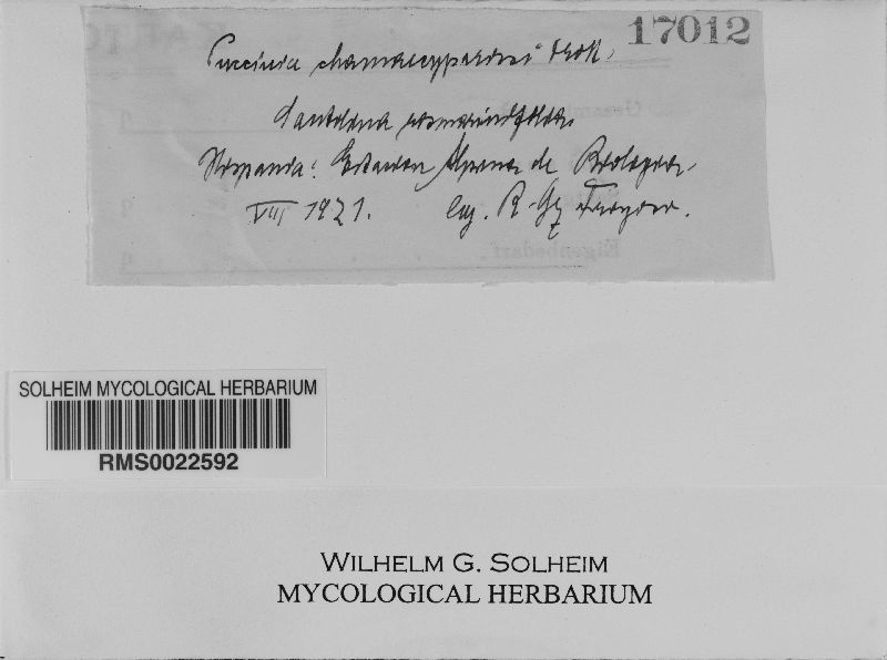 Puccinia chamaecyparissi image