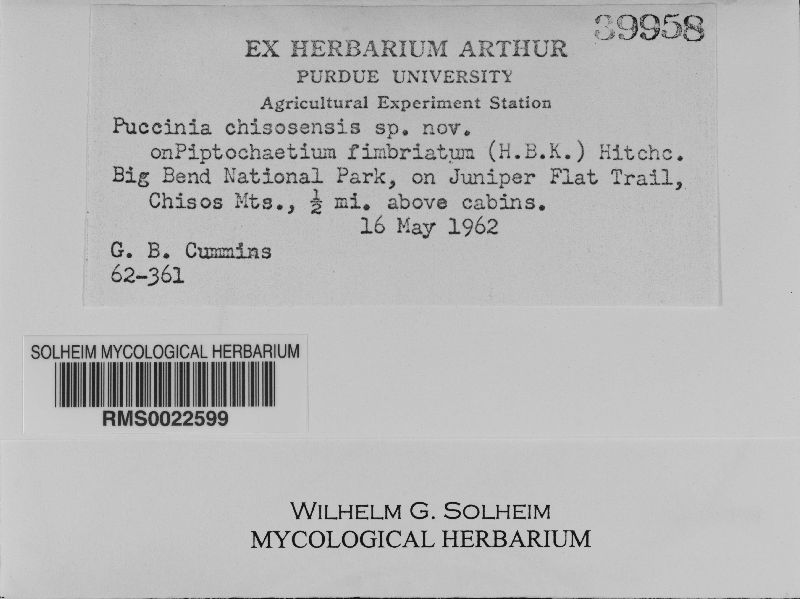 Puccinia chisosensis image