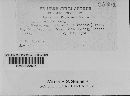 Puccinia chloridis image