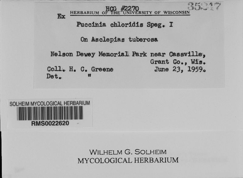 Puccinia chloridis image