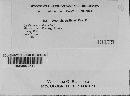 Puccinia carthami image