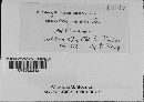 Puccinia circaeae image