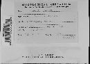Puccinia hieracii image