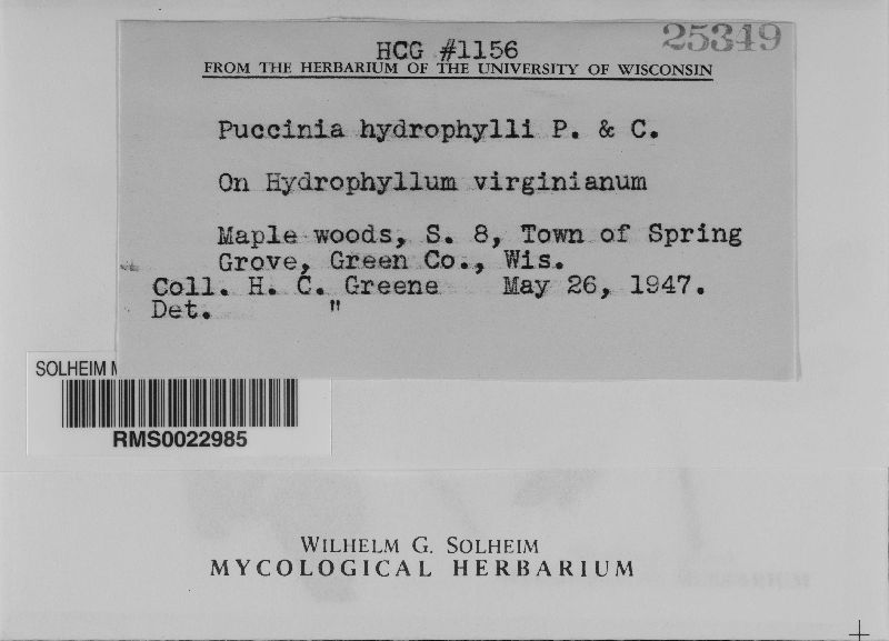 Puccinia hydrophylli image
