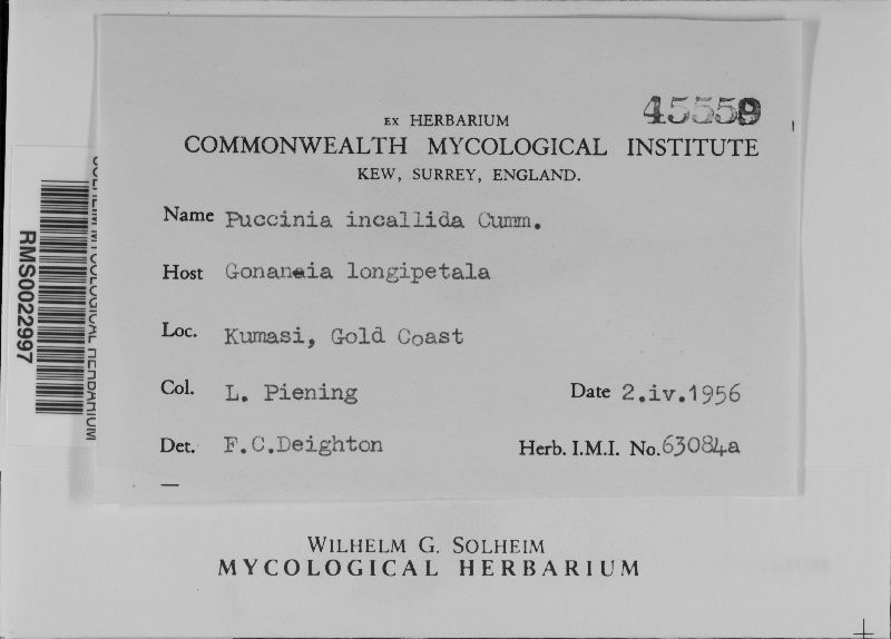 Puccinia incallida image