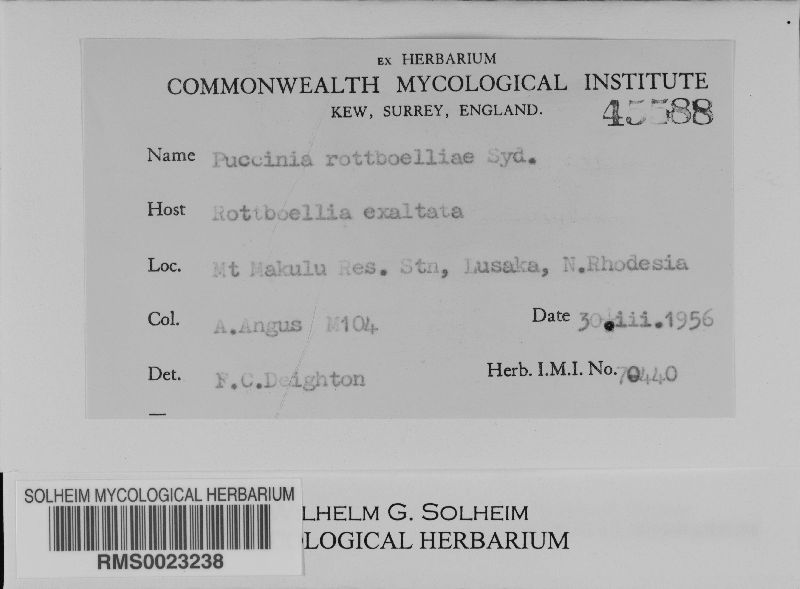 Puccinia rottboelliae image