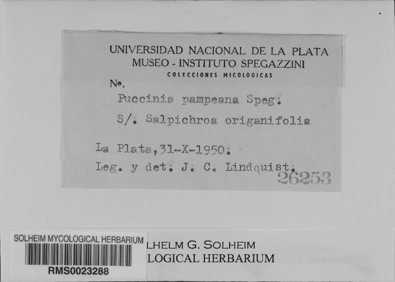 Puccinia pampeana image