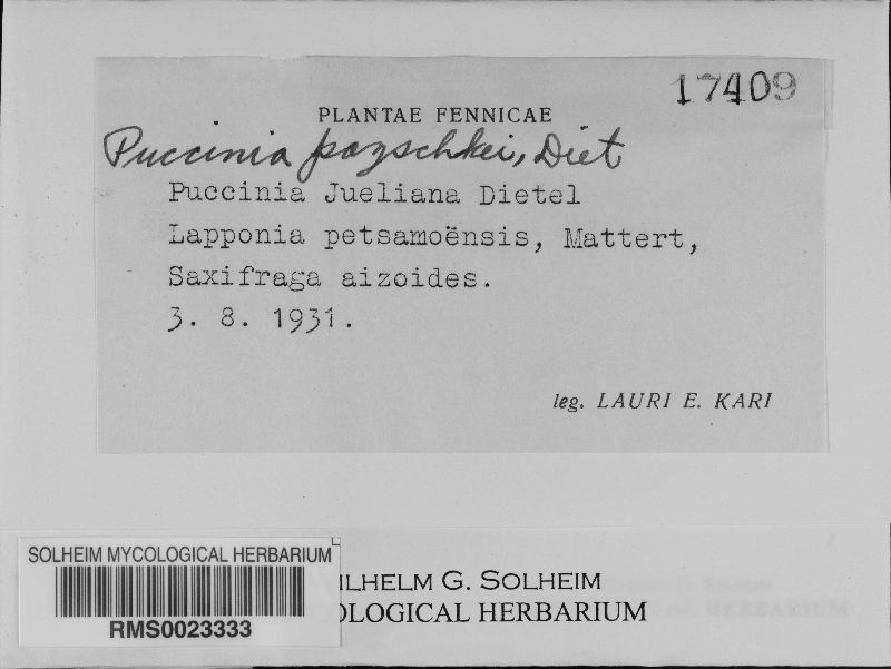 Puccinia pazschkei var. jueliana image