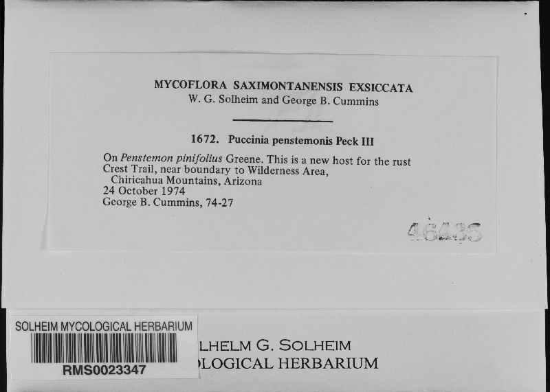 Puccinia penstemonis image