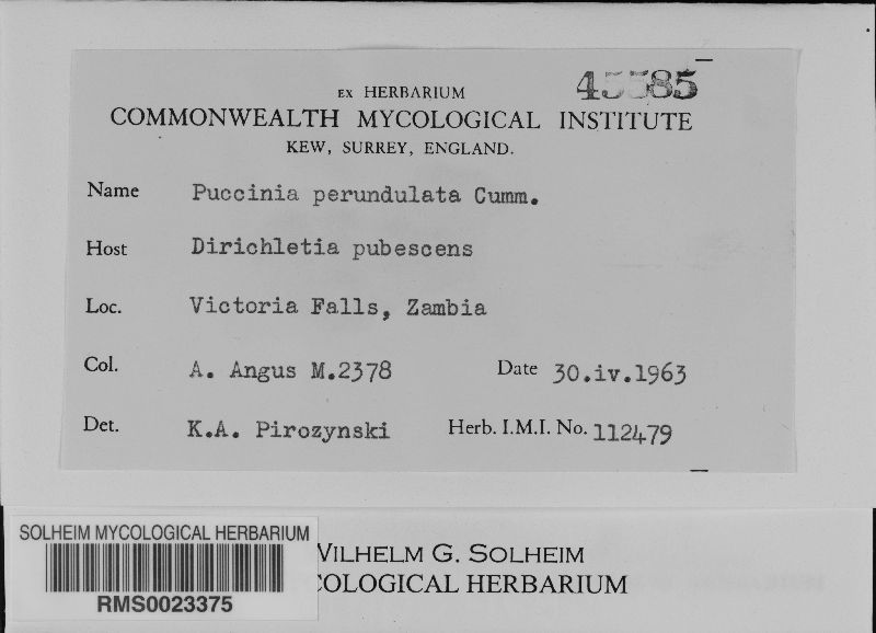 Puccinia perundulata image