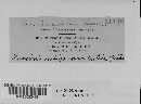 Puccinia recondita image