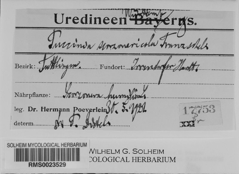 Puccinia scorzonericola image