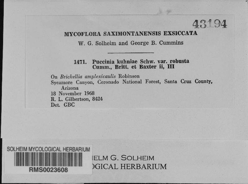 Puccinia kuhniae image