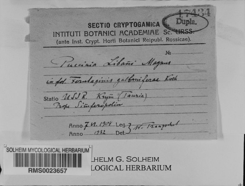 Puccinia libani image