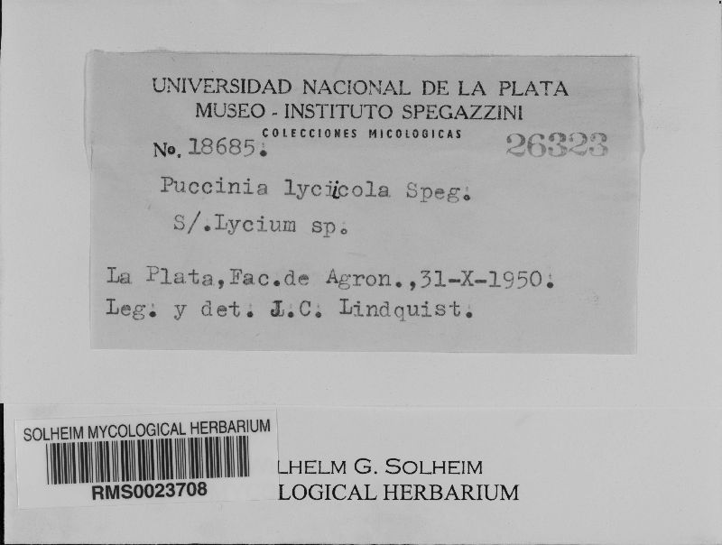 Puccinia lyciicola image