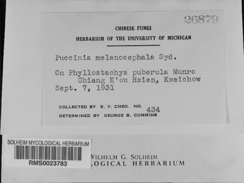 Puccinia melanocephala image