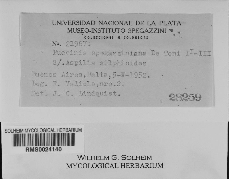 Puccinia spegazziniana image