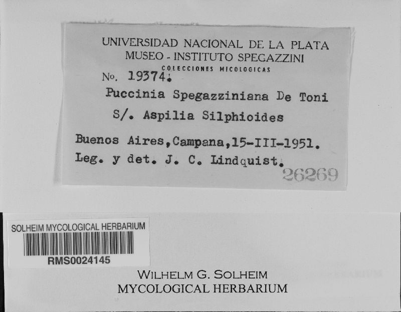 Puccinia spegazziniana image