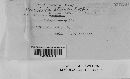 Puccinia stipae image