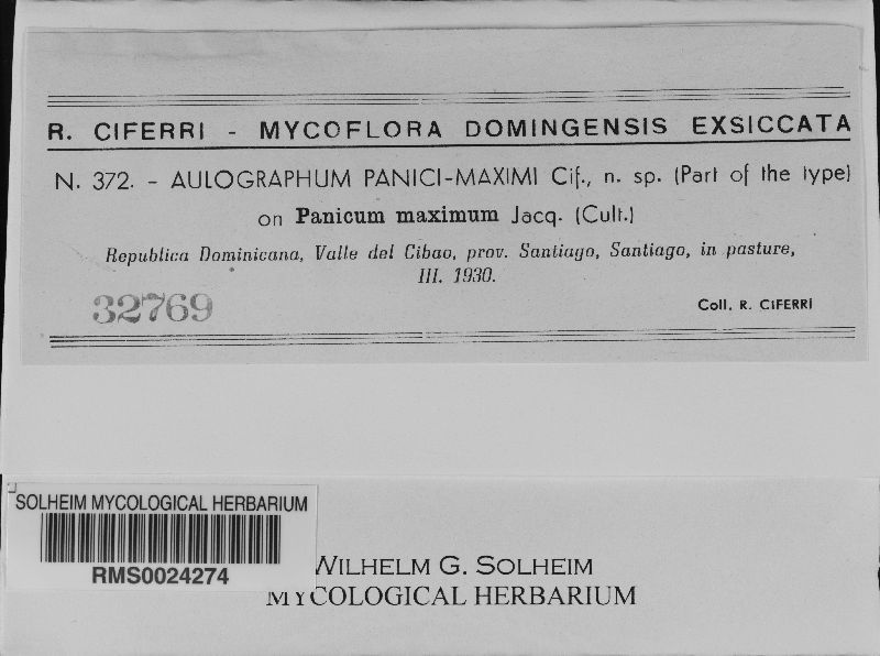 Aulographum panici-maximi image