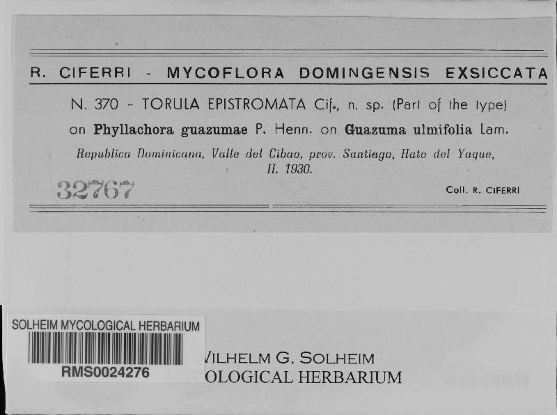 Torula epistromata image