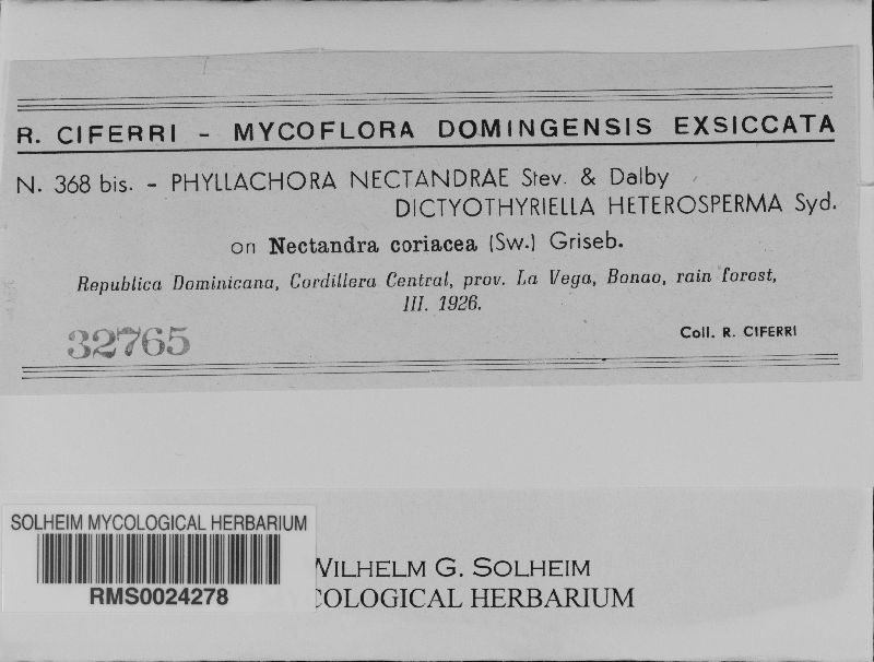 Phyllachora nectandrae image