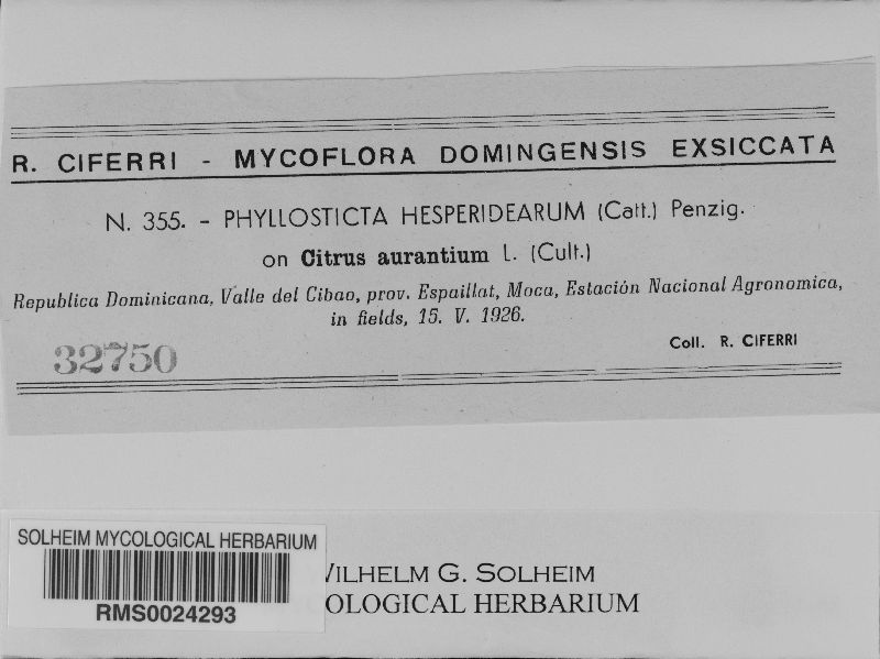 Phyllosticta hesperidearum image