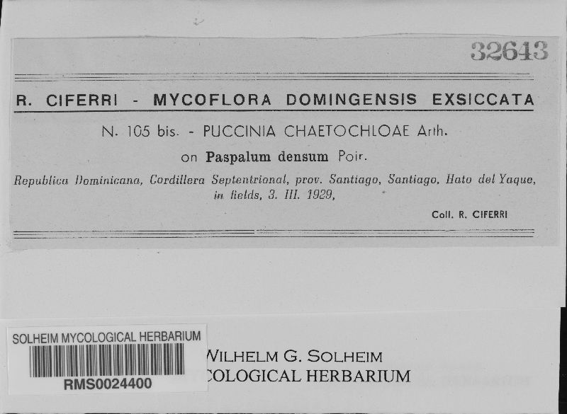 Puccinia chaetochloae image