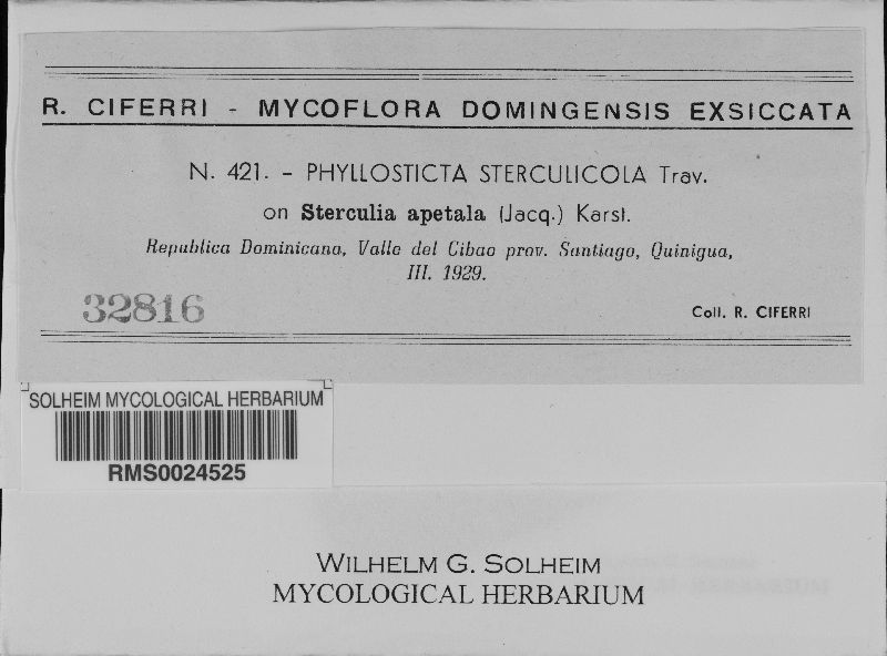 Phyllosticta sterculicola image
