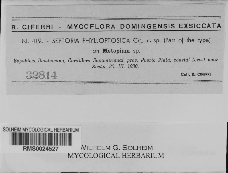 Septoria phylloptosica image