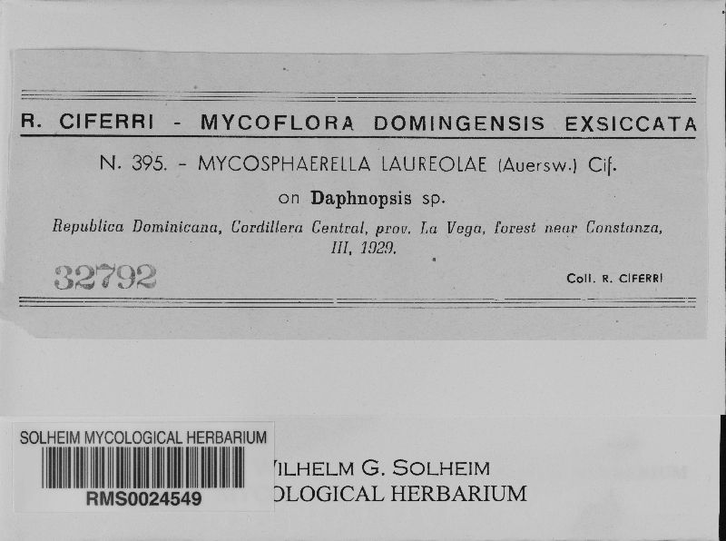 Mycosphaerella laureolae image