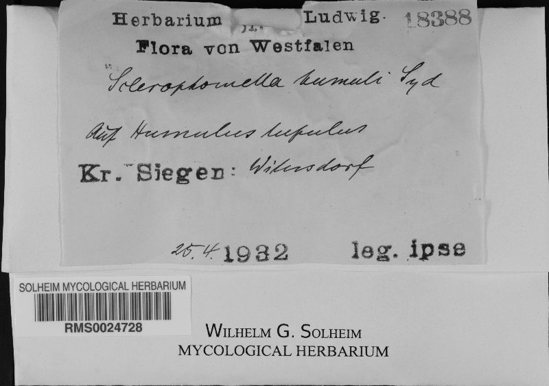 Sclerophomella humuli image