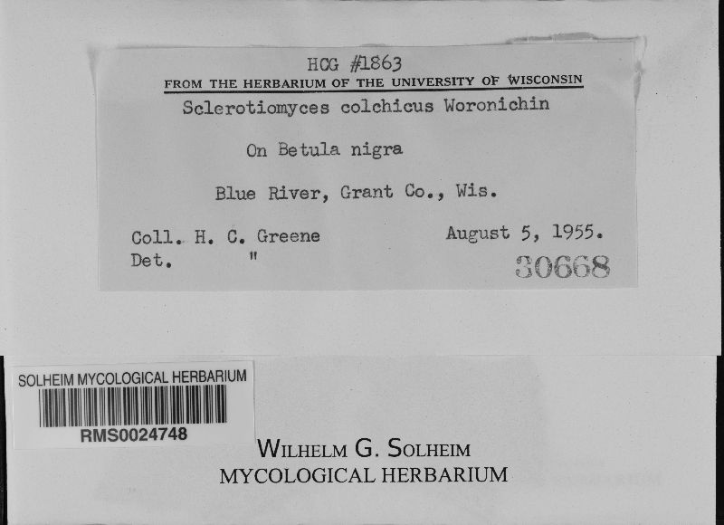 Sclerotiomyces colchicus image