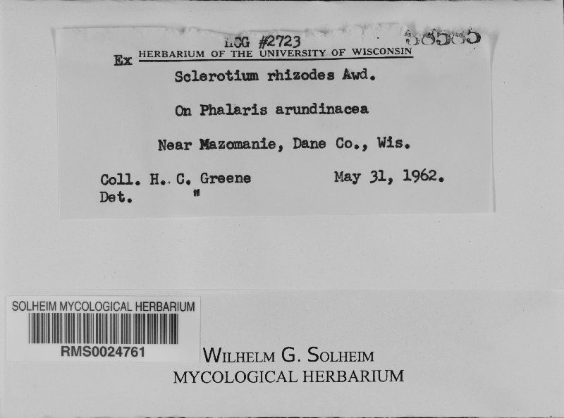 Sclerotium image