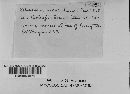 Sebacina incrustans image