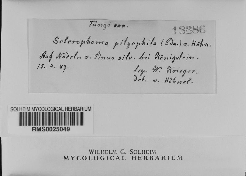 Sclerophoma pityophila image