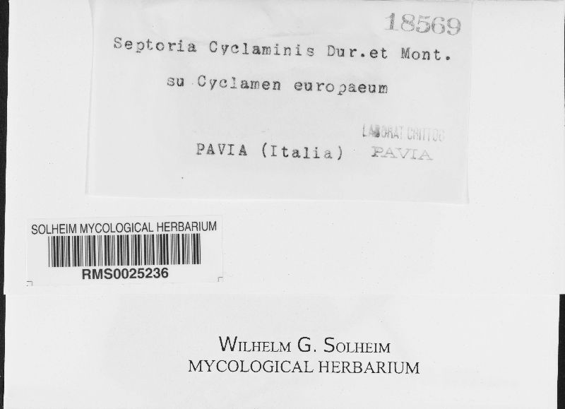 Septoria cyclaminis image