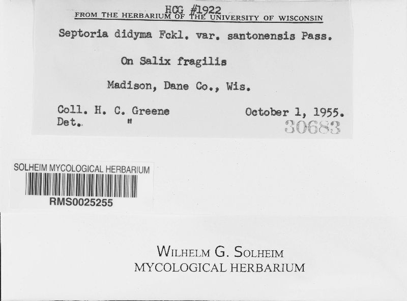 Septoria didyma image