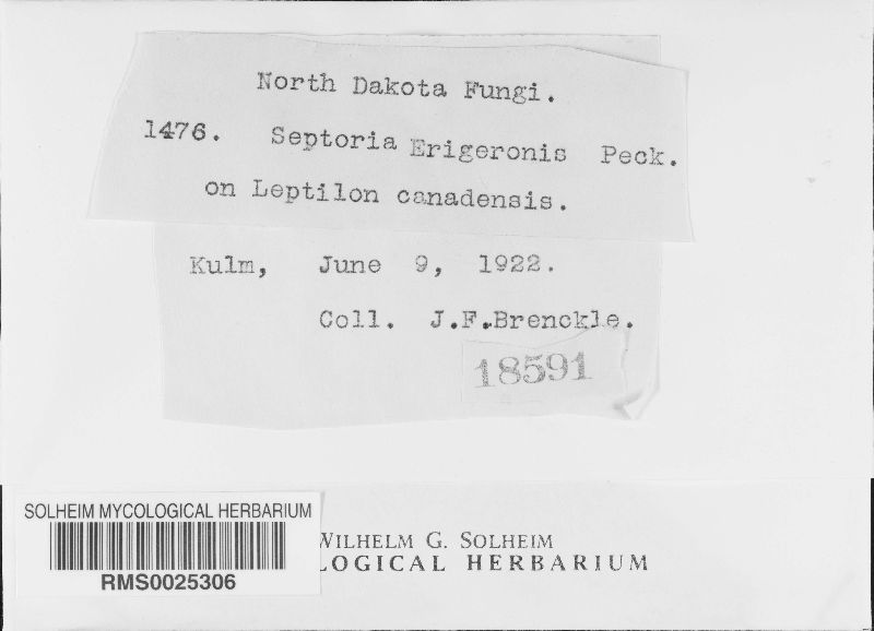 Septoria erigeronis image