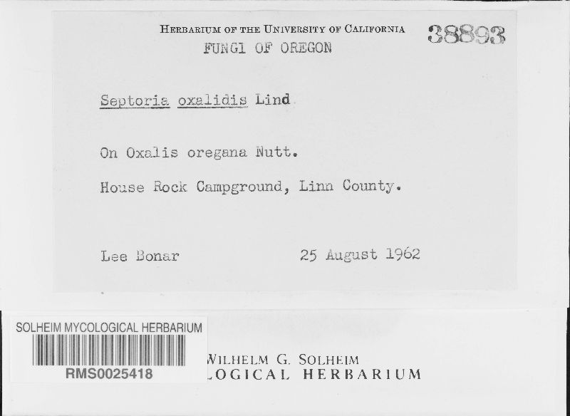 Septoria oxalidis image