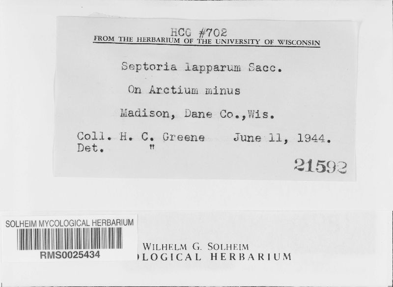 Septoria lapparum image