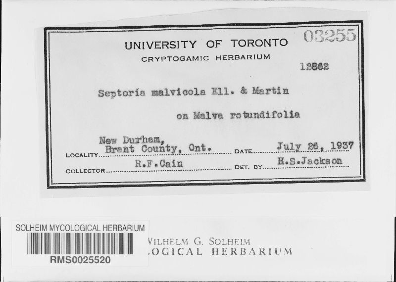Septoria malvicola image
