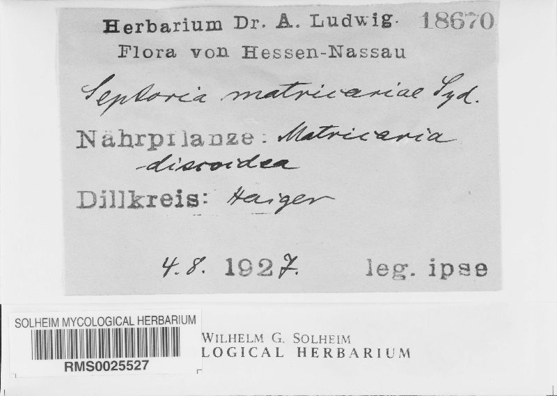 Septoria matricariae image